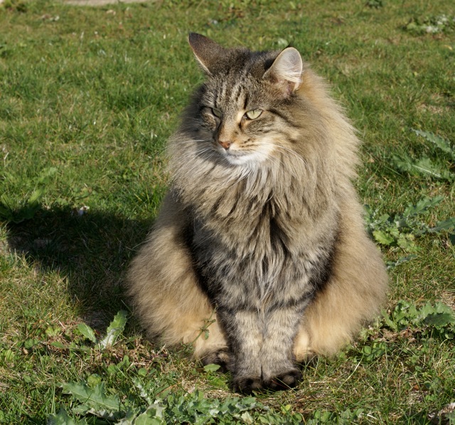 chats norvegiens suisse anti aging